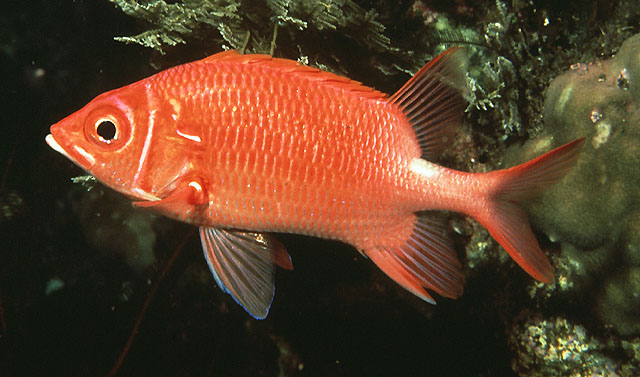 Si l'image tarde � s'afficher, cliquez sur le lien