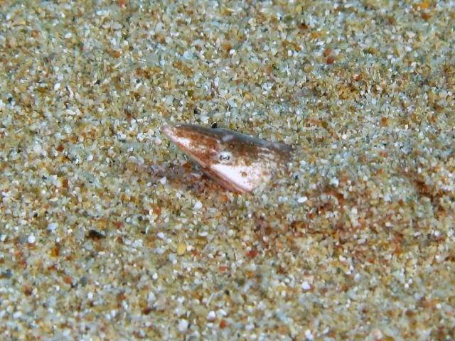 Si l'image tarde � s'afficher, cliquez sur le lien