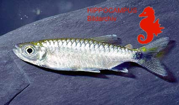 Brycinus grandisquamis