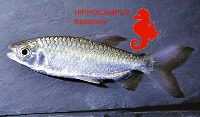 Brachyalestes humilis