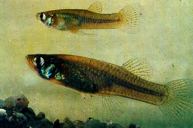 Gambusia holbrooki