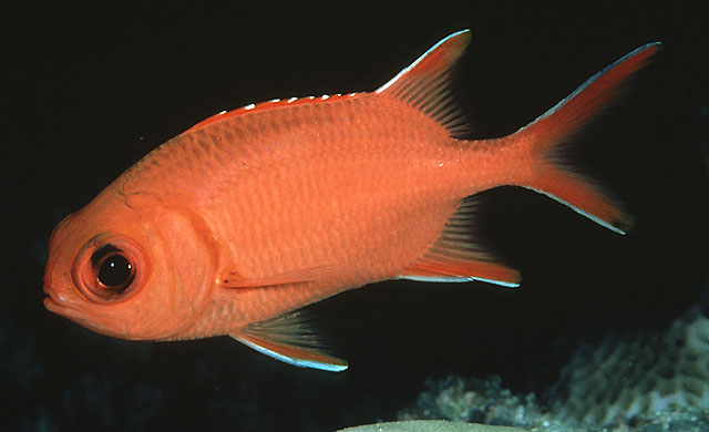 Si l'image tarde � s'afficher, cliquez sur le lien