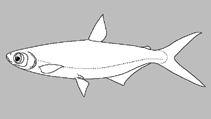 Image of Brachyalestes carolinae 