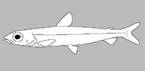 Image of Glossanodon pseudolineatus (Saddled herring smelt)