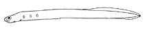 Image of Alabes obtusirostris 