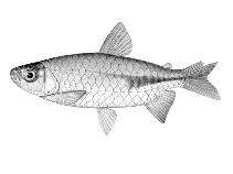Image of Brachyalestes kingsleyae 