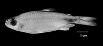 Image of Brachypetersius notospilus 