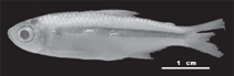 Image of Bryconamericus singularis 