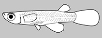 Image of Fluviphylax zonatus 