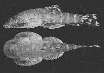 Image of Gastromyzon fasciatus 