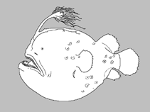Image of Himantolophus azurlucens 