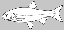 Image of Pseudophoxinus antalyae (Antalya minnow)