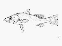 Image of Lates mariae (Bigeye lates)