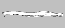 Image of Eptatretus bobwisneri (Bob Wisner\