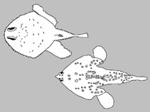 Image of Halieutopsis oblonga (Oblong deepsea batfish)