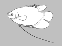 Image of Betta waseri 