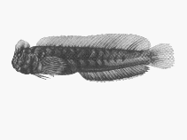 Image of Omobranchus woodi (Kappie blenny)