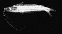 Image of Pseudeutropius moolenburghae 
