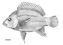 Image of Ptychochromis onilahy (Western Madagascar cichlid)