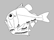 Image of Maurolicus kornilovorum 