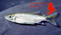 Image of Brycinus grandisquamis (Pinkfin Alestes)