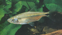 Image of Brachyalestes sadleri (Sadler\