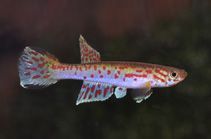 Image of Aphyosemion lambertorum 