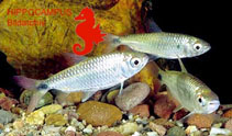 Image of Brachyalestes affinis (Redfin robber)