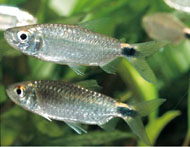 Image of Brycinus brevis 