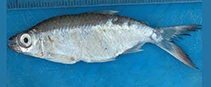 Image of Brachyalestes ferox (Large-toothed Lake Turkana robber)