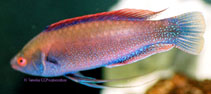 Image of Cirrhilabrus beauperryi (Beau\