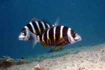 Image of Diplodus fasciatus (Banded seabream)