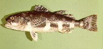 Image of Erilepis zonifer (Skilfish)