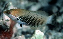 Image of Halichoeres podostigma (Axil spot wrasse)