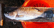 Image of Lates macrophthalmus (Albert lates)