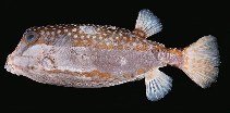 Image of Ostracion whitleyi (Whitley\