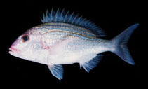 Image of Polysteganus baissaci (Frenchman seabream)