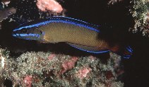 Image of Pseudochromis dutoiti (Dutoiti)