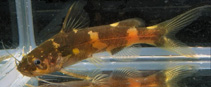 Image of Pseudomystus flavipinnis 