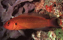 Image of Pseudochromis moorei (Jaguar dottyback)