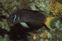 Image of Pseudochromis steenei (Lyretail dottyback)