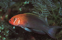 Image of Pseudochromis steenei (Lyretail dottyback)