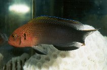 Image of Pseudochromis steenei (Lyretail dottyback)