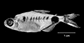 Bagre_u3.gif